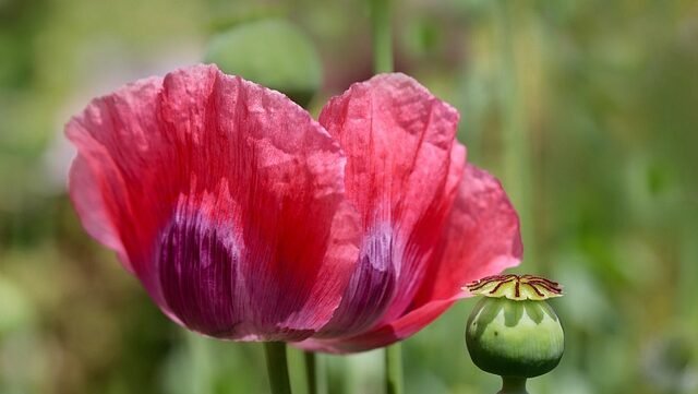 La naturaleza humana